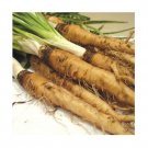 Super Seeds Salsify Sandwich Island Vegetable Garden 30 Pcs