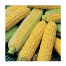 Super Seeds Sweetcorn Early Extra Sweet Northen Vegetable Garden 10 Pcs