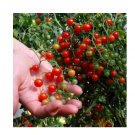 Super Seeds Tomato Currant Red Organic Vegetable Garden 10+ Pcs