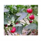 Super Seeds Sweet Pepper Red Cherry Vegetable Garden 10 Pcs