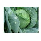 Super Seeds Cabbage Golden Acre Vegetable Garden 200+ Pcs