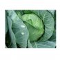 Super Seeds Cabbage Golden Acre Vegetable Garden 200+ Pcs