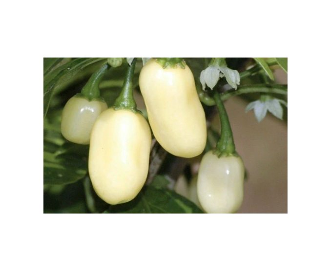 Super Seeds Hot Chilli Pepper Habanero White Organic Vegetable Garden 6 Pcs