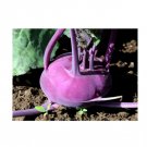 Super Seeds Kohlrabi Purple Vienna Organic Vegetable Garden 80 Pcs