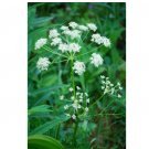 Super Seeds Caraway Carum Carvi L  Herbs Garden 800 Pcs