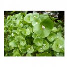 Super Seeds Claytonia Perfollata Miners Lettuce Vegetable Garden 600 Pcs