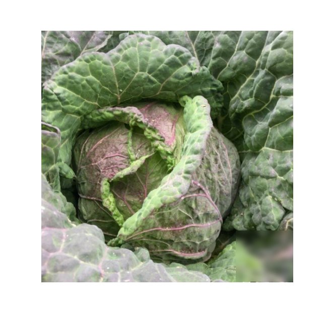 Super Seeds Savoy Cabbage Di Verona Vegetable 100+ Pcs