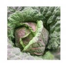 Super Seeds Savoy Cabbage Di Verona Vegetable 100+ Pcs