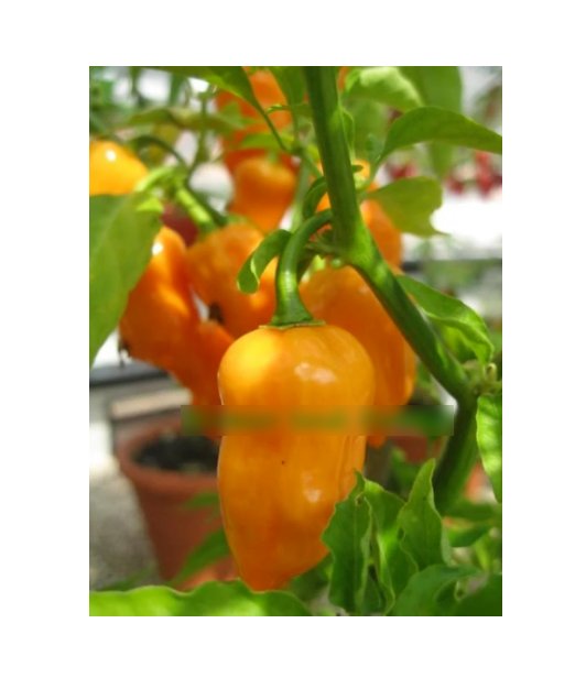 Super Seeds Hot Chilli Pepper Habanero OrangeVegetable Garden 10 Pcs