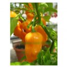 Super Seeds Hot Chilli Pepper Habanero OrangeVegetable Garden 10 Pcs