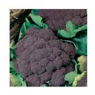 Super Seeds Italian Cauliflower Di Sicilia Violetto Vegetable Garden 80 Pcs