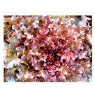 Super Seeds Lettuce Salad Bowl Red Vegetable Garden 2000+ Pcs