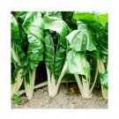 Super Seeds Swiss Chard Fordhook Giant Organic Vegetable Garden 20 Pcs