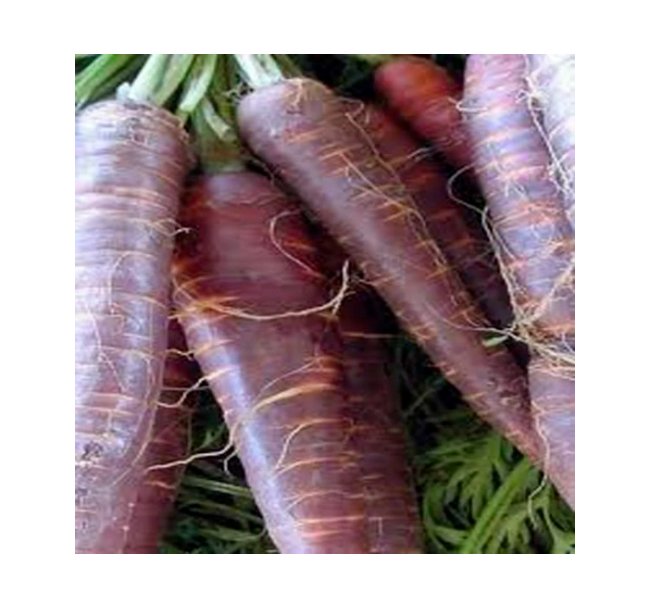 Super Seeds Carrot Cosmic Purple Vegetable Garden 600+ Pcs