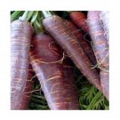 Super Seeds Carrot Cosmic Purple Vegetable Garden 600+ Pcs