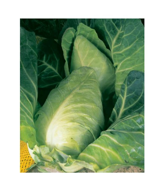 Super Seeds Cabbage Durham Early Spring GreensVegetable Garden 700 Pcs
