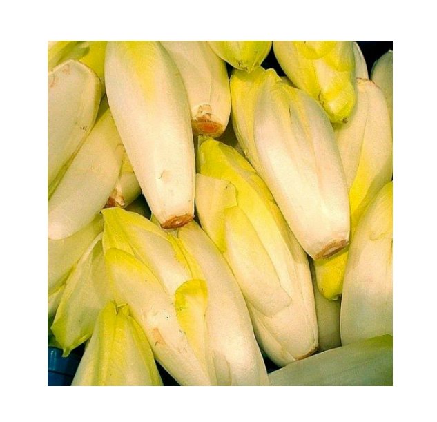 Super Seeds Chicory Di Bruxelles Vegetable Garden 600 Pcs