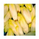 Super Seeds Chicory Di Bruxelles Vegetable Garden 600 Pcs