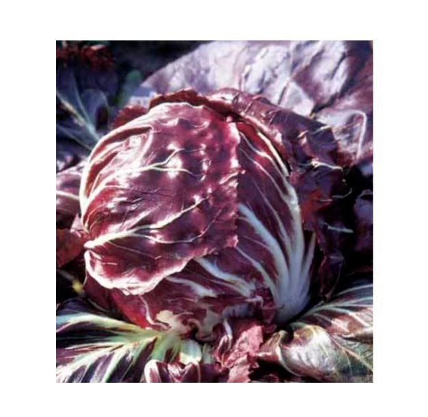 Super Seeds Chicory Red Ball Averto Med To Late Vegetable Garden 600+ Pcs