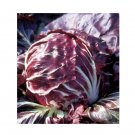 Super Seeds Chicory Red Ball Averto Med To Late Vegetable Garden 600+ Pcs