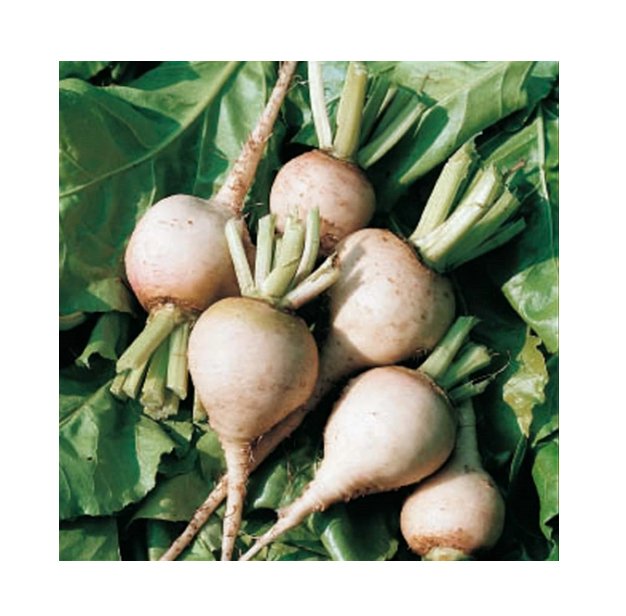 Super Seeds Beetroot Albino White Vegetable Garden 50 Pcs