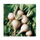 Super Seeds Beetroot Albino White Vegetable Garden 50 Pcs
