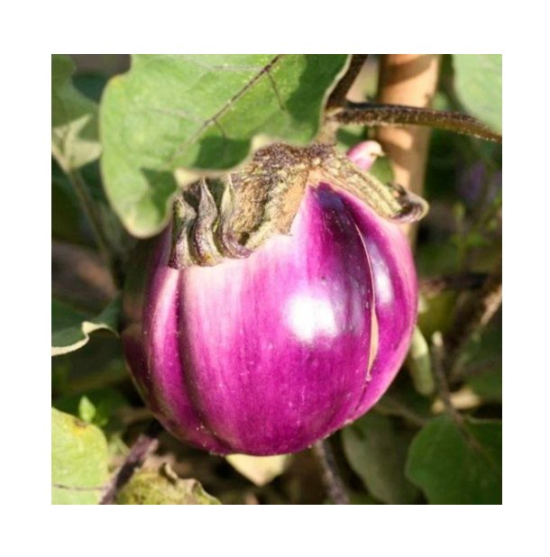Super Seeds Italian Aubergine Violetta Di Firenze Vegetable Garden 100 Pcs
