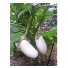 Super Seeds Italian Aubergine White Casper Vegetable Garden 30 Pcs