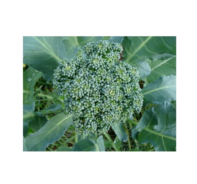 Super Seeds Broccoli De Ciccio Heirloom Vegetable Garden 400 Pcs