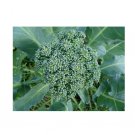 Super Seeds Broccoli De Ciccio Heirloom Vegetable Garden 400 Pcs