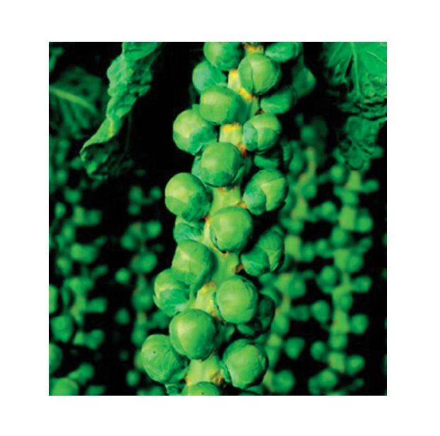 Super Seeds Brussel Sprout Long Island Improved Vegetable Garden 200 Pcs