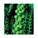 Super Seeds Brussel Sprout Long Island Improved Vegetable Garden 200 Pcs