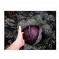 Super Seeds Cabbage Mammoth Red Rock Vegetable Garden 100+ Pcs