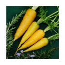 Super Seeds Carrot Solar Yellow Vegetable Garden 600 Pcs