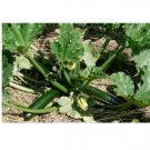 Super Seeds Italian Courgette Verde Di Milano Vegetable Garden 5 Pcs