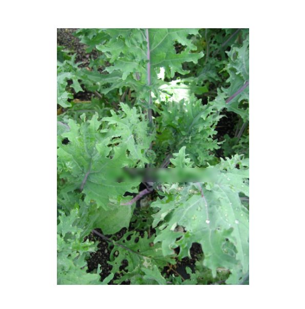 Super Seeds Kale Borecole Heirloom Red Russian Vegetable Garden 400 Pcs