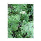 Super Seeds Kale Borecole Heirloom Red Russian Vegetable Garden 400 Pcs