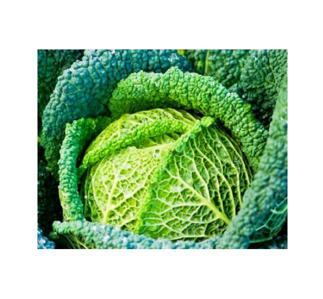 Super Seeds Cabbage Savoy Winter King Vegetable Garden 300+ Pcs