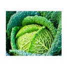 Super Seeds Cabbage Savoy Winter King Vegetable Garden 300+ Pcs