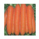 Super Seeds Carrot Touchon Vegetable Garden 800 Pcs