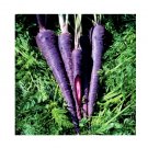 Super Seeds Carrot Purple Haze Hybrid F1 new Vegetable Garden 100 Pcs