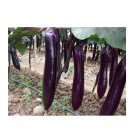 Super Seeds Italian Aubergine Long Purple Vegetable Garden 100+ Pcs