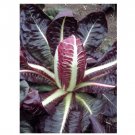 Super Seeds Chicory Red Rossa Di Treviso 4 Early Vegetable Garden 1000+ Pcs