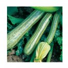 Super Seeds Courgette Striato DItalia Vegetable Garden 8 Pcs