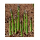 Super Seeds Asparagus Uc 157 Vegeatable Garden 40 Pcs