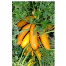 Super Seeds Courgette Atena Polka Vegetable Garden 10+ Pcs