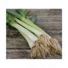 Super Seeds Leek Bulgarian Giant Vegetable Garden 200 Pcs