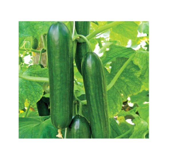 Super Seeds Cucumber Beth Alpha Vegetable Garden 30 Pcs