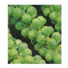 Super Seeds Brussel Sprouts Groninger Vegetable Garden 400+ Pcs