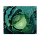 Super Seeds Cabbage Earliest Of All Vegetable Garden 600+ Pcs